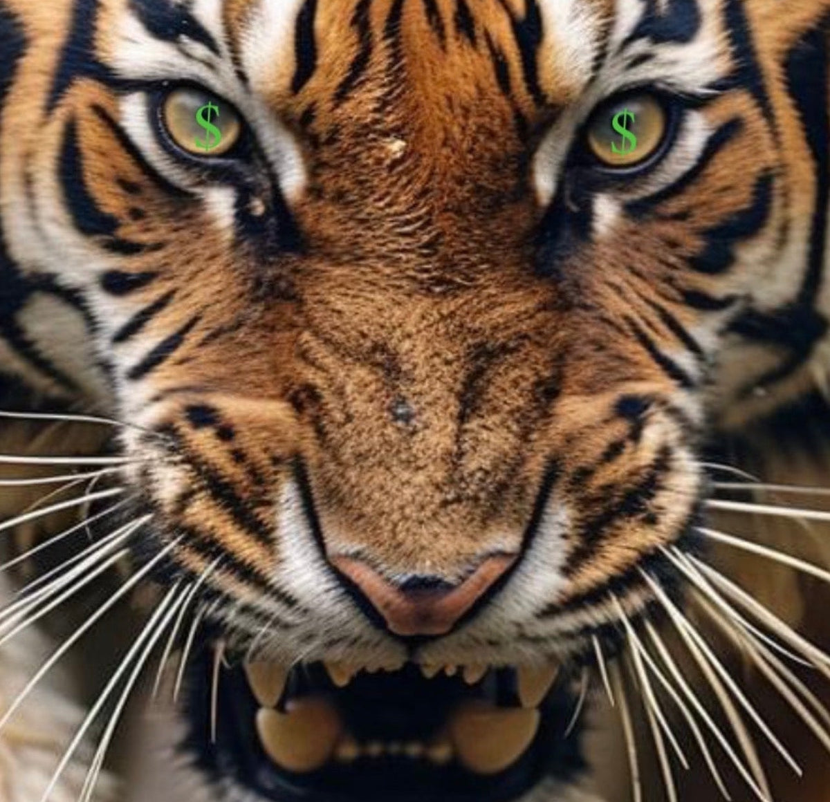 Close-up of a tiger with dollar signs in its eyes